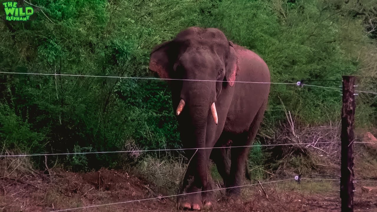 Young Tusker is waiting to destroy an electric fence