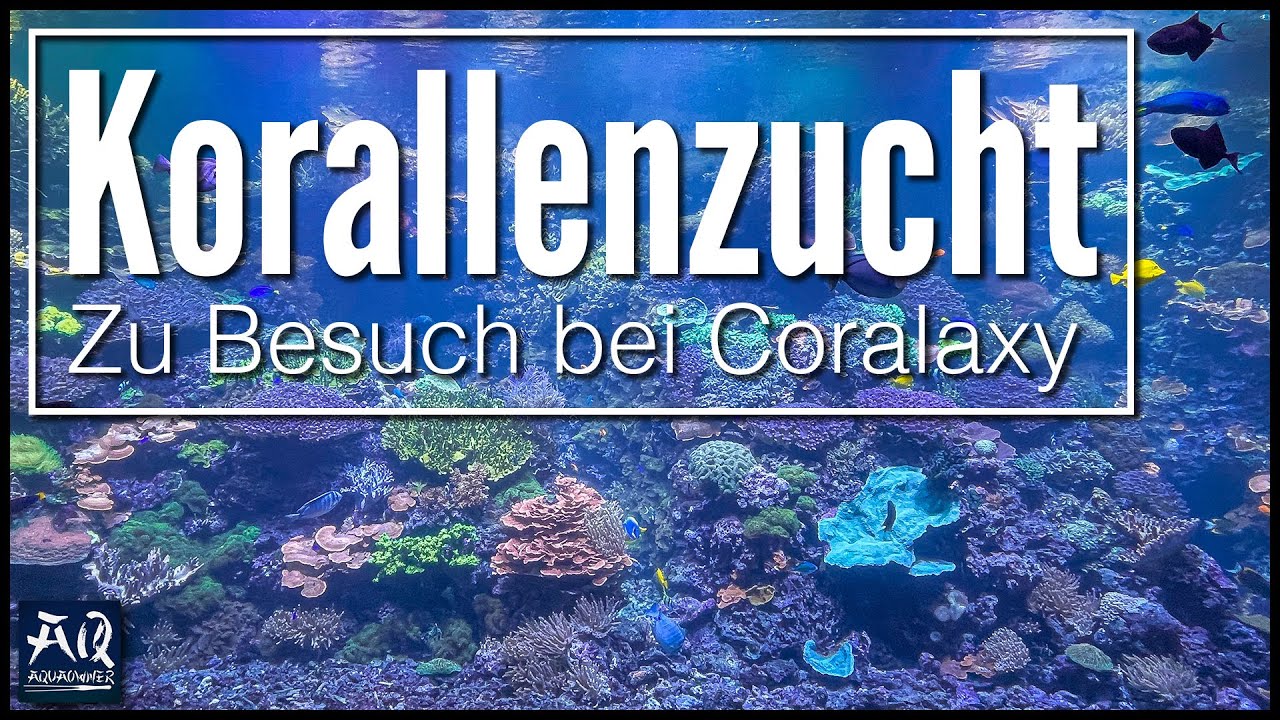 Wie funktioniert eine Korallenzucht? Zu Besuch bei Coralaxy | AquaOwner