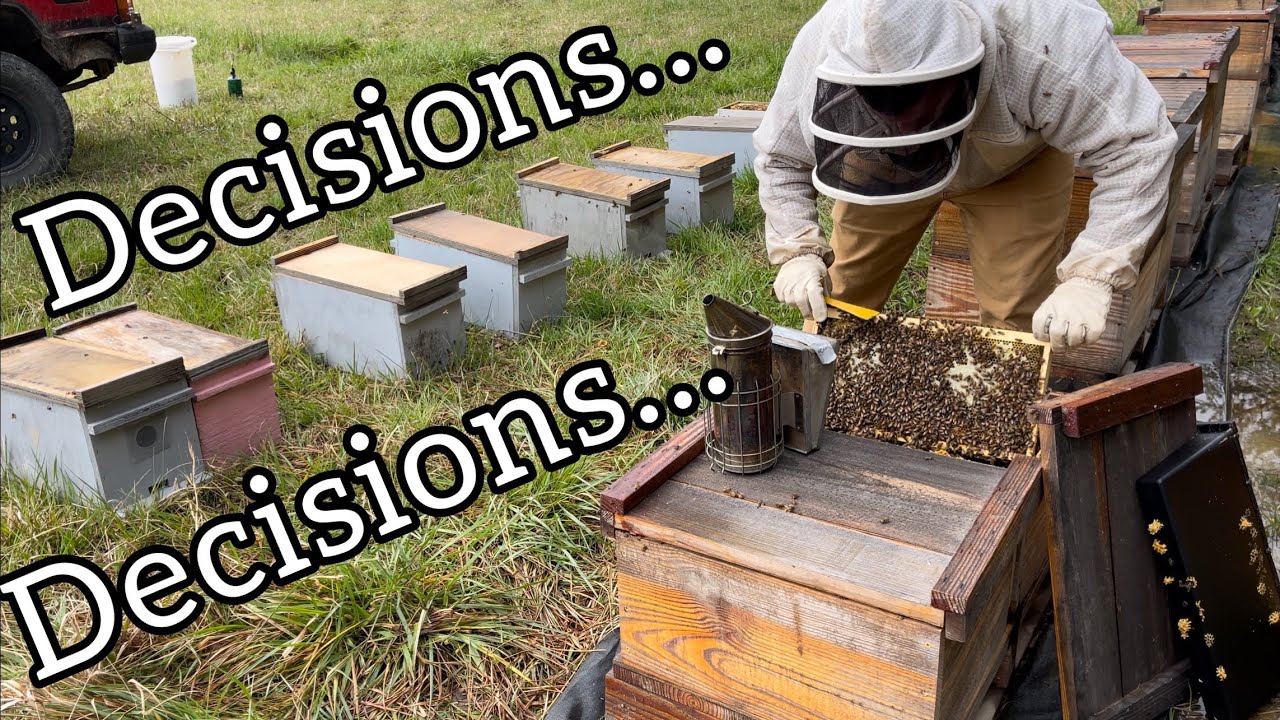 An Ever Changing Bee Business Plan