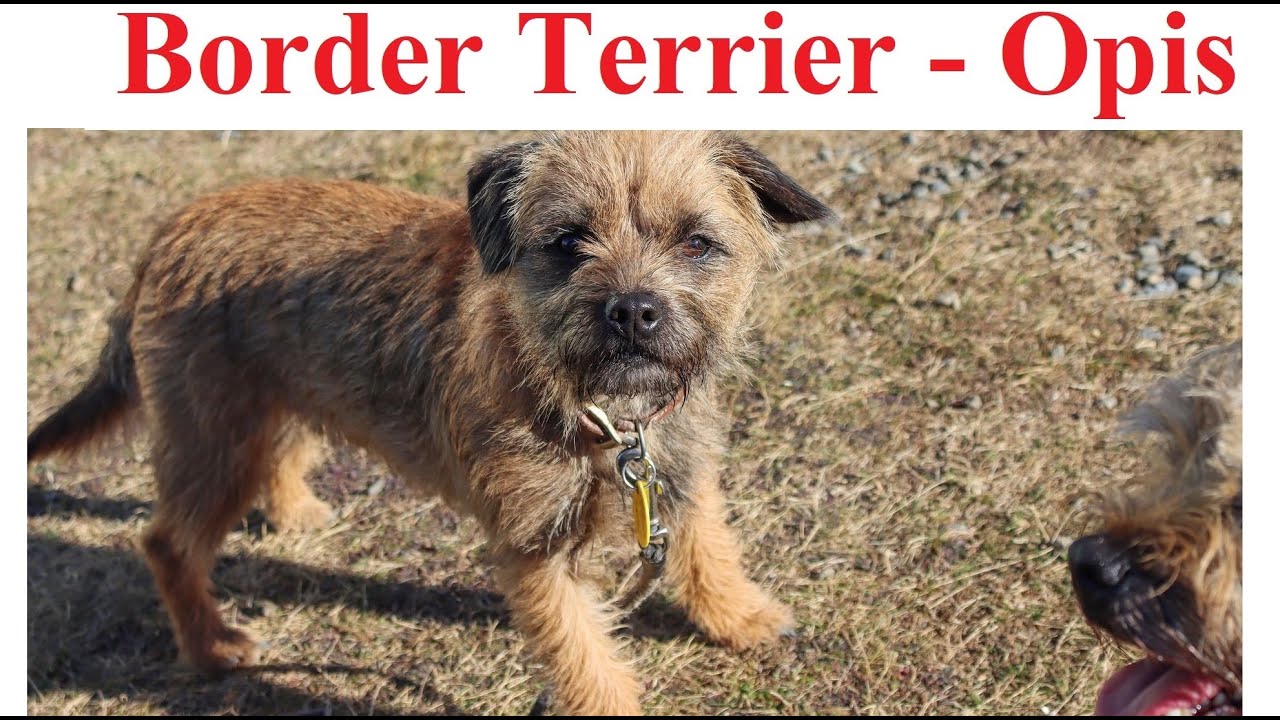 BORDER TERRIER - Opis