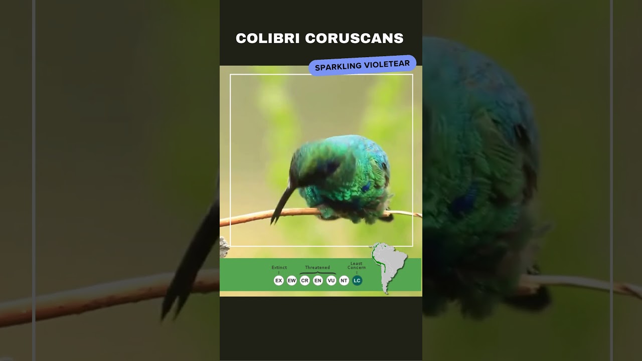 Immerse yourself in the enchanting melody of the Colibri Coruscans 🎶  