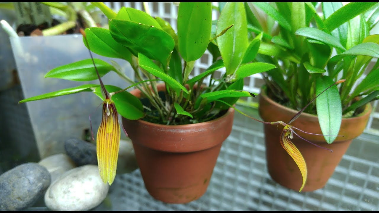Restrepia striata 'Clouds Big Bug' blooms in my tank