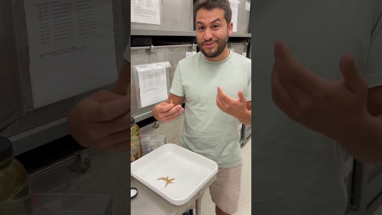 Nunnally Ichthyology Collection: candiru