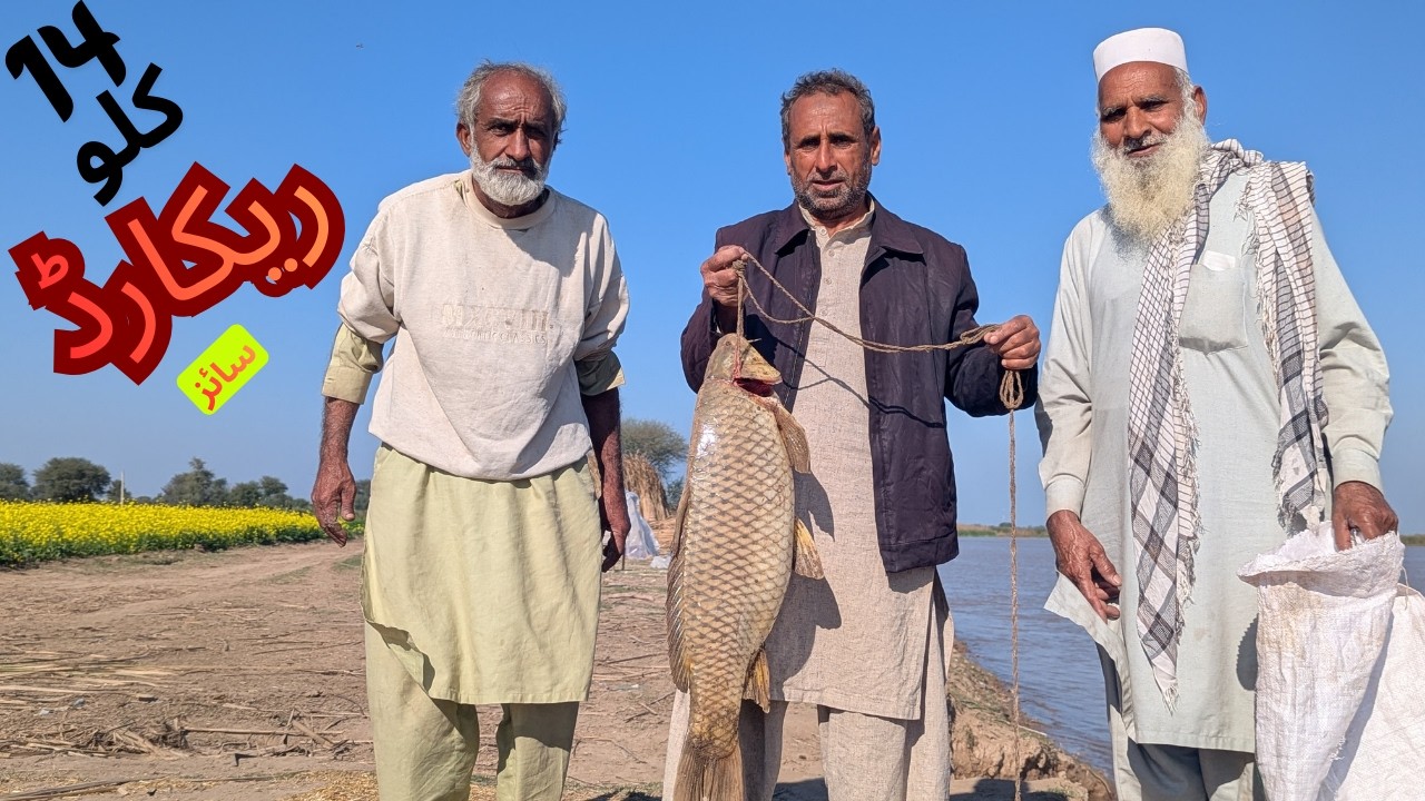 14 KG Gulfam Fish Catch | Amazing Big Catch!