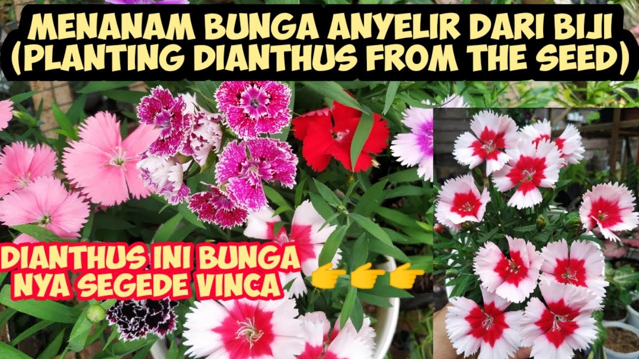 Menanam Bunga Dianthus/Anyelir dari biji ( Planting Dianthus from the Seed)