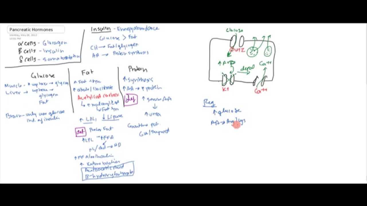 Pancreatic Hormones (Insulin, Glucagon, Somatostatin)