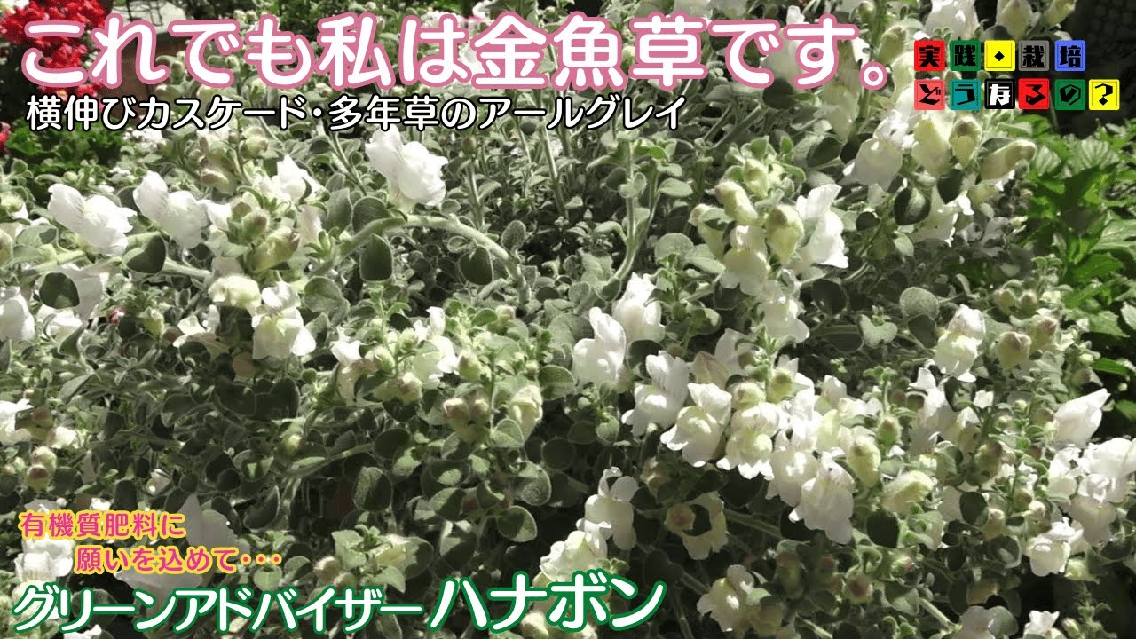 この花知ってる？【金魚草アールグレイ】匍匐性ではないけど横伸びカスケード仕立てにしてみました【ガーデニング】植え方・育て方・育ち方【園芸】グリーンアドバイザーハナボンが実践栽培最高の一鉢を目指します。