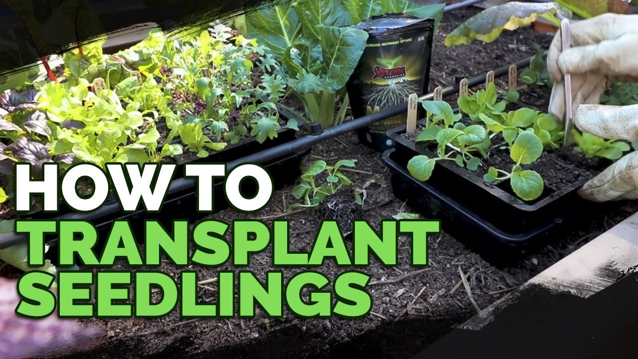 How to Transplant Seedlings: My High-Density Method