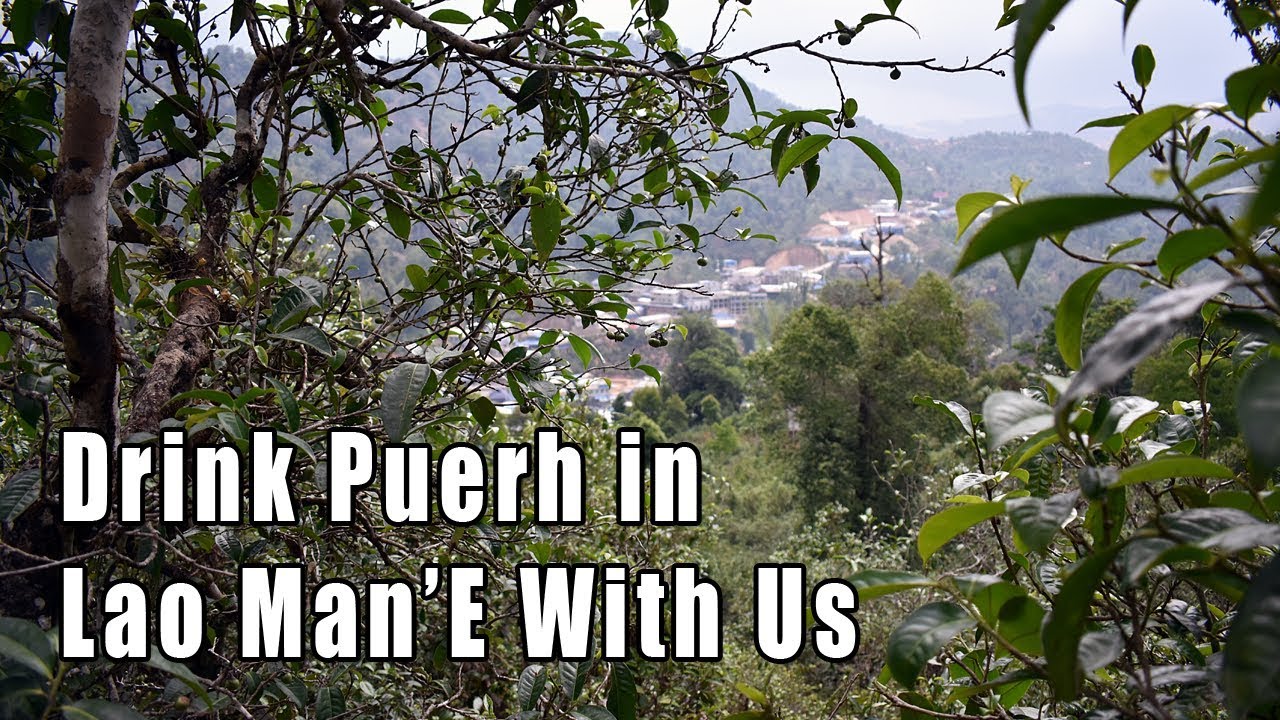We are in Lao Man'E Drinking Super Bitter Sheng Puerh Tea!