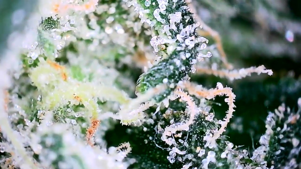 Microscopic Trichome Check // #localweedia