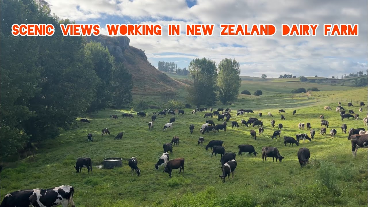 I prefer here than city life| Farming life in New Zealand