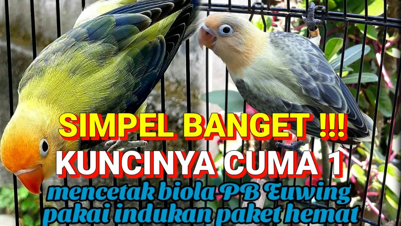 mudah banget!!! mencetak Lovebird biola PB Euwing pakai indukan paket hemat