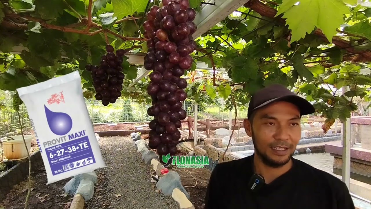 Super Mantap! Tandan Anggur Memanjang Seperti Ini. (Gaizh Cafe & Grapes)
