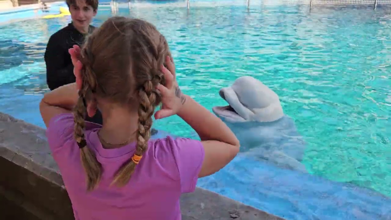 Baluga whales at Seaworld