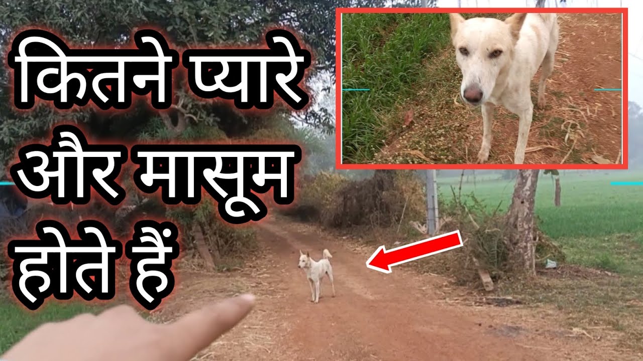 एक बेजुबान का प्यारा सा अहसास ❤️ | Real Love for Animals | Mini Vlog