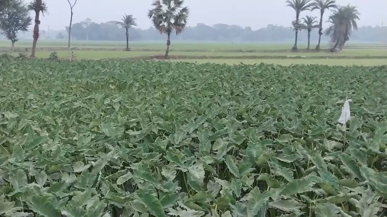 গ্রামীণ রাস্তা,,,,,,? 