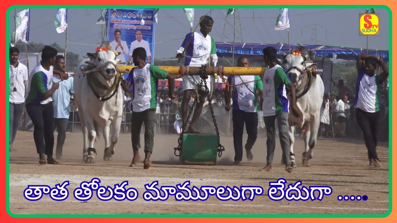 .గోనా నరసింహారెడ్డి గారి జత - నంద్యాల జిల్లా ||వై .పాలెం ఎడ్లబలప్రదర్శన పోటీలు||