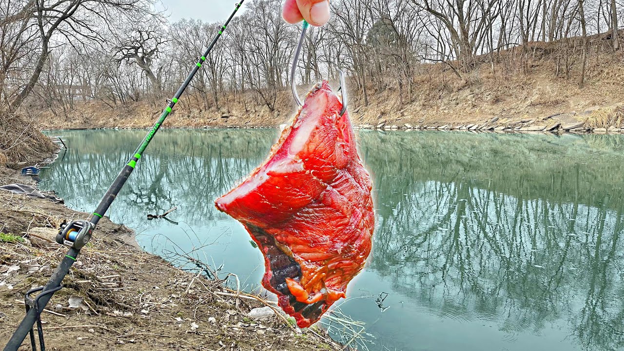 It's ILLEGAL To Release These CREEK FREAKS!!! (Makes Great Bait)