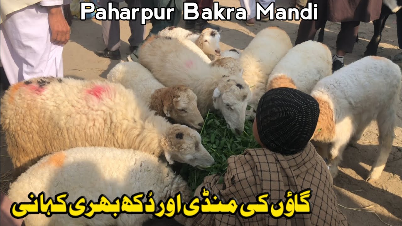 Gaon Ki Mandi aor Dukh Bhari Kahani | bakra mandi in village | village traditional life