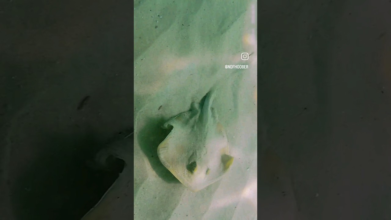 #stingray #ocean #underwaterphotographer #underwaterphotography #oceanphotography #mantaray #diving