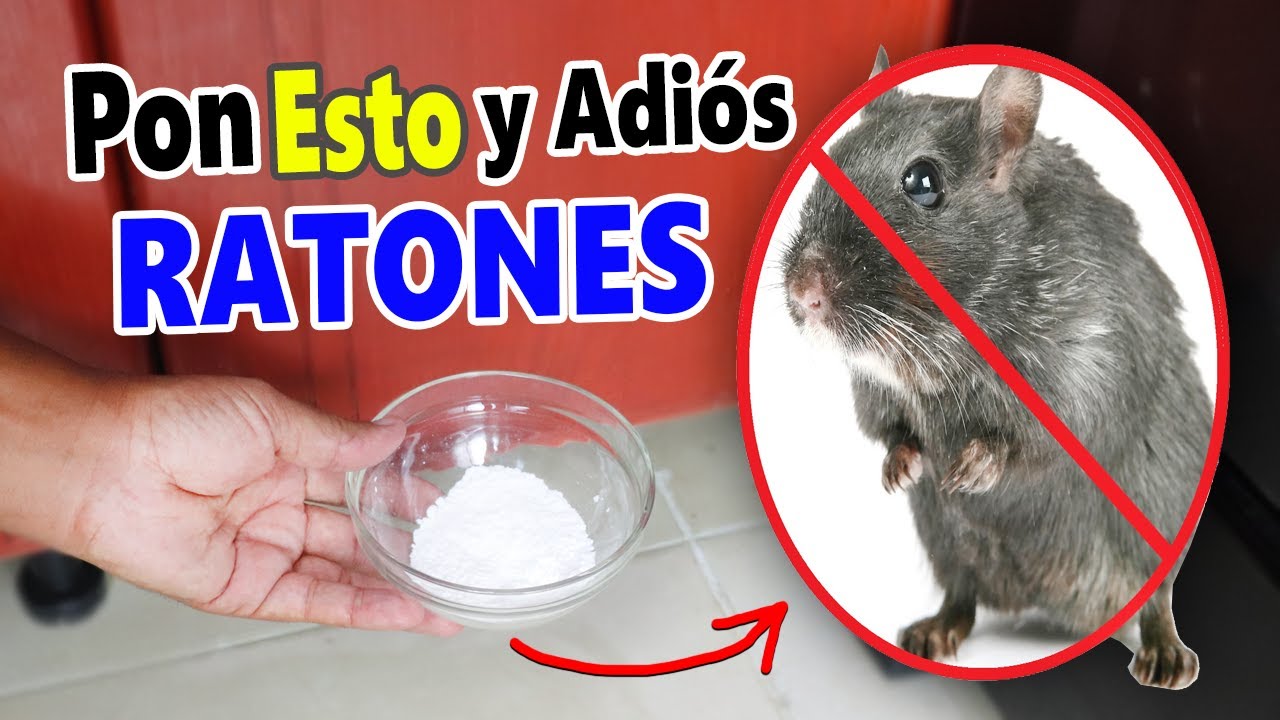 👉COMO ELIMINAR RATAS Y RATONES DE TU CASA DEFINITIVAMENTE CON UN REMEDIO CASERO (Pon esto y se Ir&aacute;n)