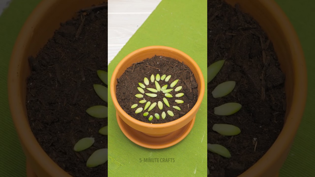 These plant tips are the secret to a lush garden!