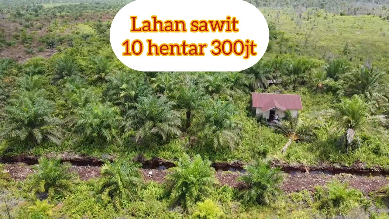 Lahan sawit murah