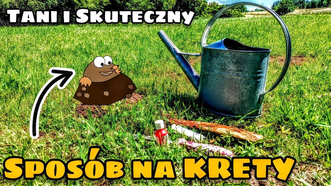 Jak pozbyć się KRETA z ogrodu? Tanio i skutecznie 🐹 #MotoQba w ogrodzie #kret #ogródek