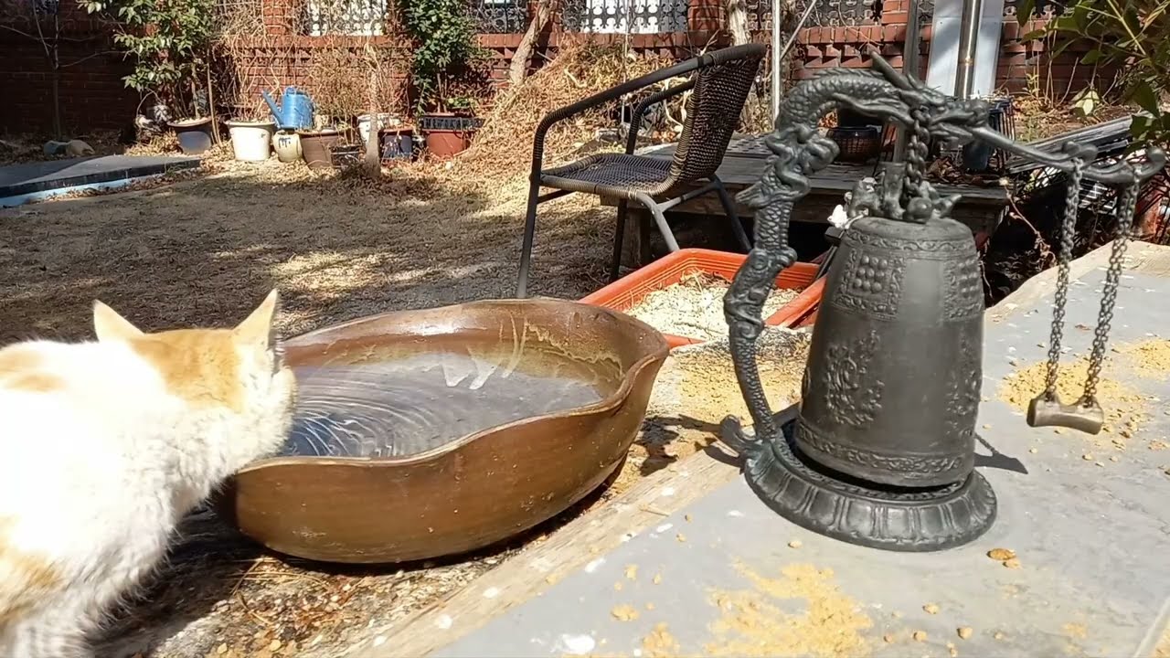 Uninvited Guest! Cat vs. Birds Plot Twist 🐦💥🐱  @DailyWings_Korea