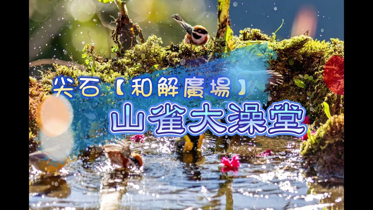 2026/01/25  山雀大澡堂 【#赤腹山雀#青背山雀#紅頭山雀#冠羽畫眉】洗澎澎 4K VIDEO