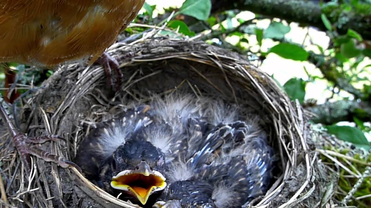 American Robin's nest (AKA Robin Red Breast), eggs, and babies