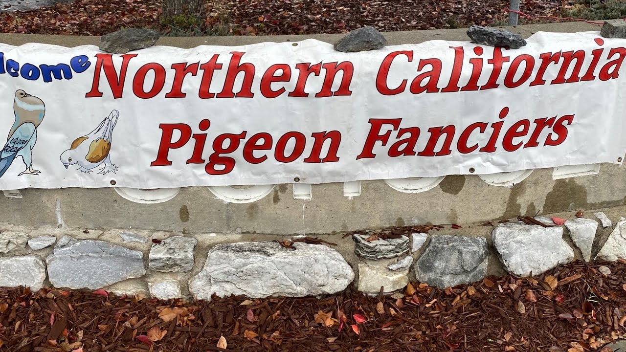 PIGEON SHOW NORTHERN CALIFORNIA 1.    Выставка голубей северной Калифорнии 12/2/23