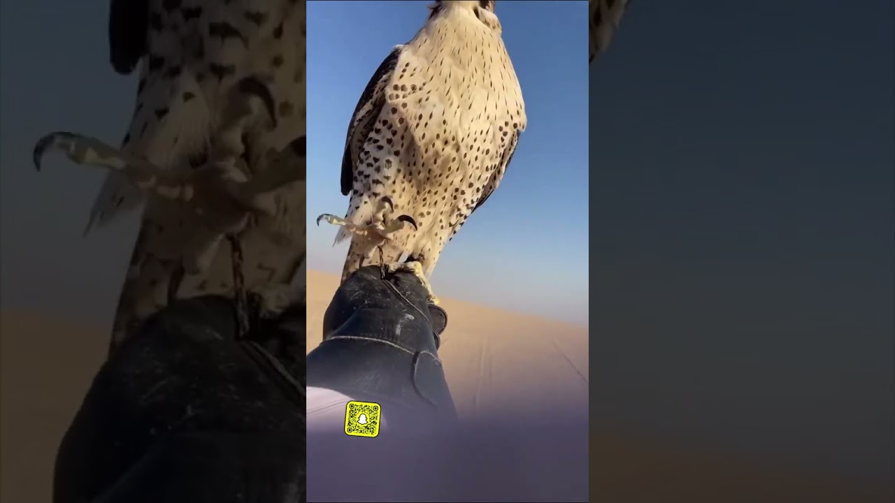 اذا تبي تلوح لطير لحالك هذا الحل وفيه ثلاث فوائد في المقطع👌🏻الله ينفع فينا