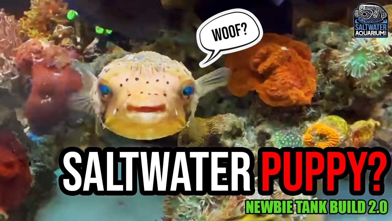 The Saltwater Puppy: Everything You Need to Know About Porcupine Puffers! | Newbie Tank Build 2.0