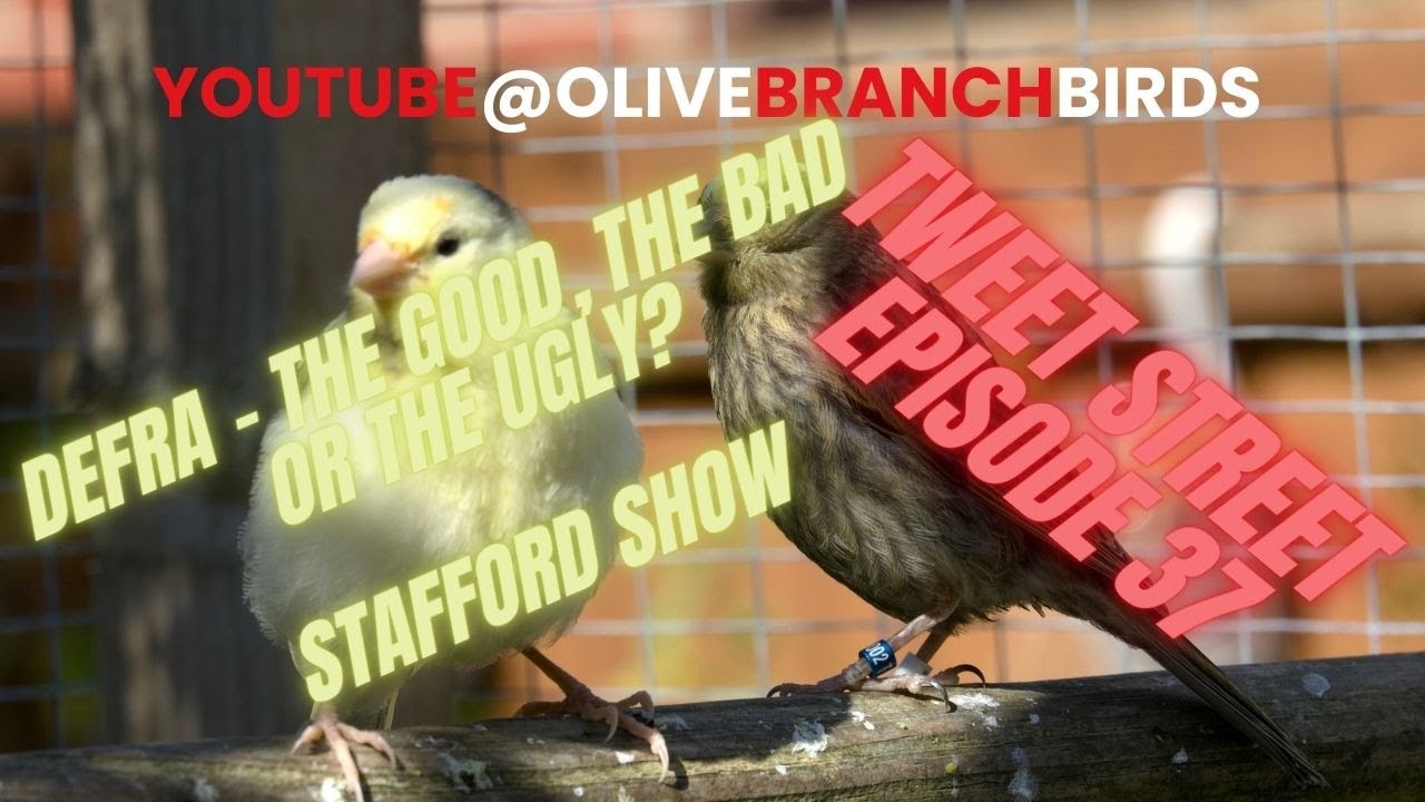 Tweet Street Episode 37 - Lizard Canary Keeping.
