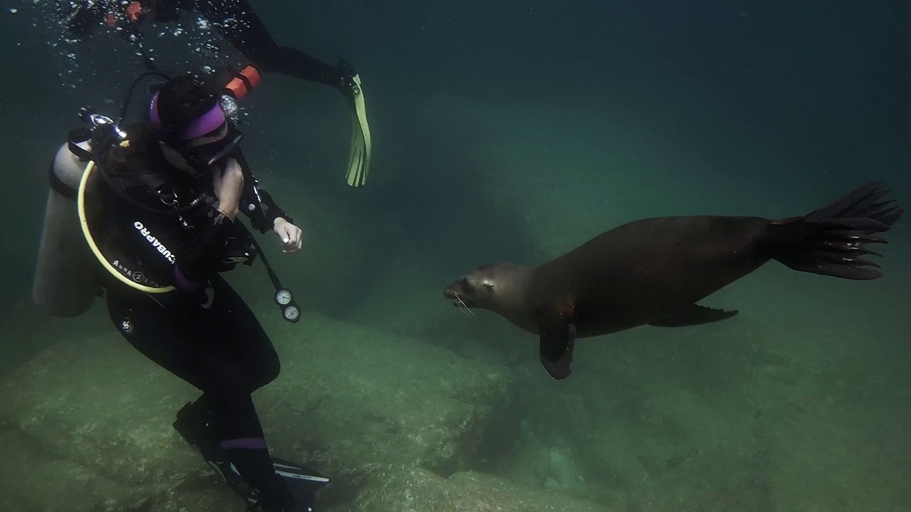 California sea lion - Los Islotes - La Paz - Baja California Sur - Mexico