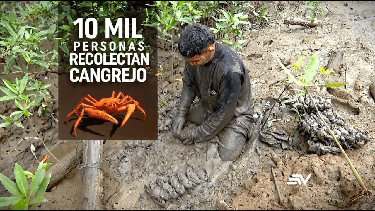 La importancia de los manglares en Ecuador