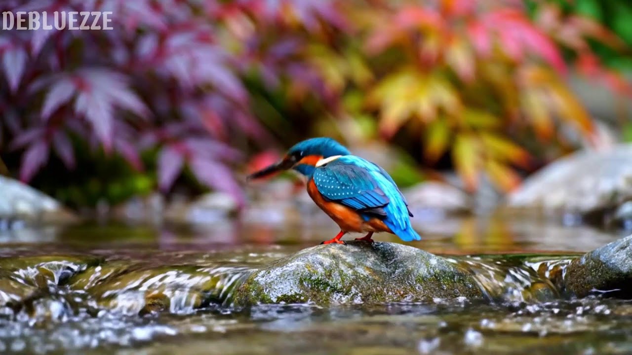 🌿 Gentle piano and meadow birdsong bringing harmony, calm, and deep relaxation 🌿