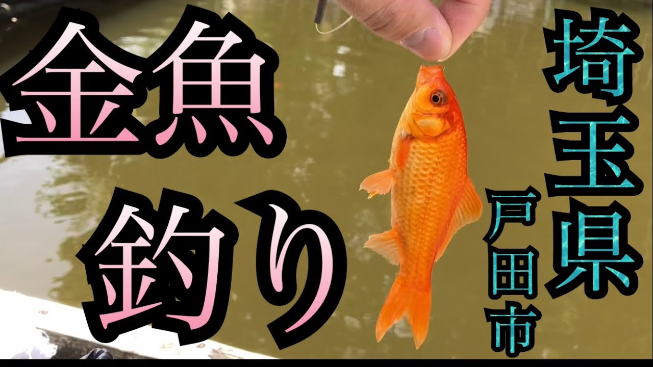 【道満グリーンパーク】金魚釣り 埼玉県  戸田市  彩湖！