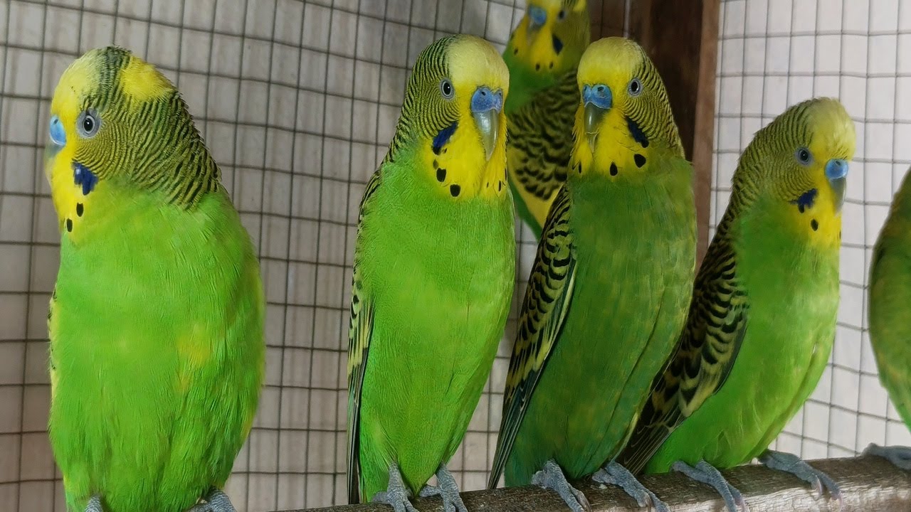 Over 12 Hours of Budgies Playing, Singing and Talking in their Aviary Budgie sounds for sad birds