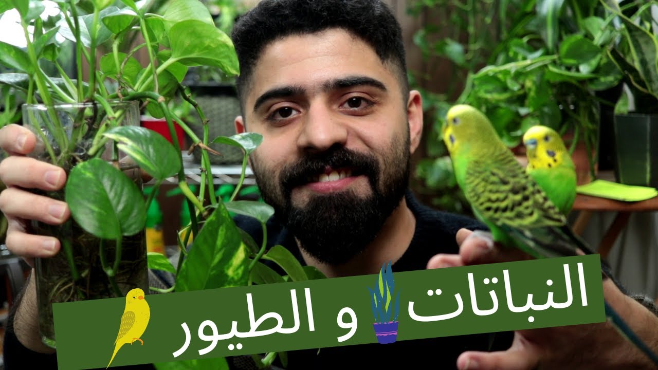 عزلت طيور البادجي و قلمت نباتات الزينة #منير_ليث