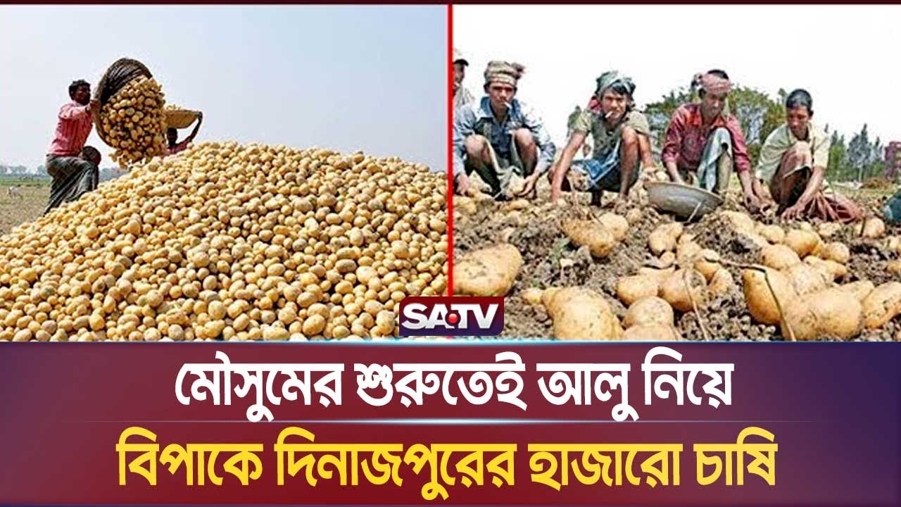 মৌসুমের শুরুতেই আলু নিয়ে বি-পাকে দিনাজপুরের হাজারো চাষি | SATV NEWS