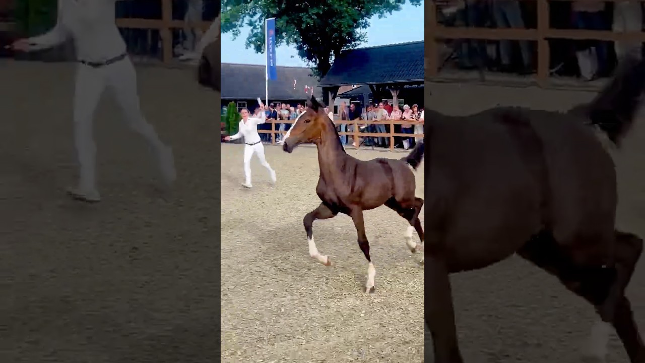 Harness filly Vylie (Icellie X Unieko) bred by H. Spronk, 2025