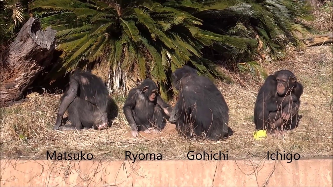 Chimps Go & Ryoma at Kamine Zoo