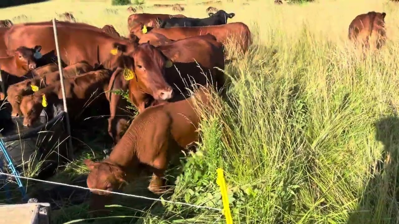 Greg Judy explains the benefits of clean cold piped water for livestock.