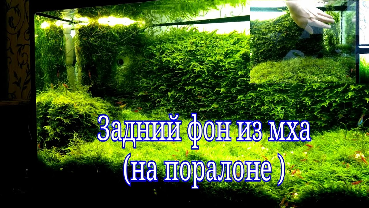 Стенка из мха в аквариуме на паралоне / Moss