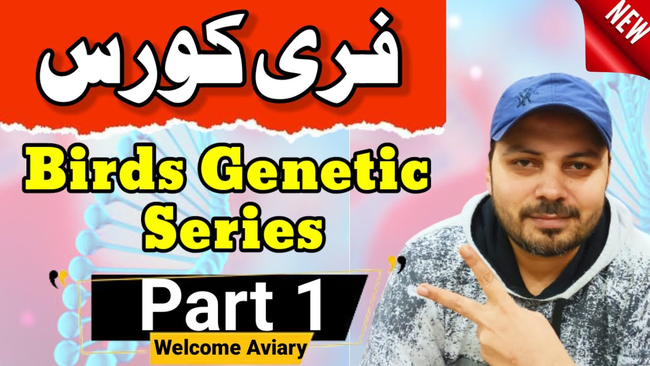 Love birds Genetic Series Part 1 | free course | 1.0 Male XX 0.1 Female XY | Welcome Aviary official