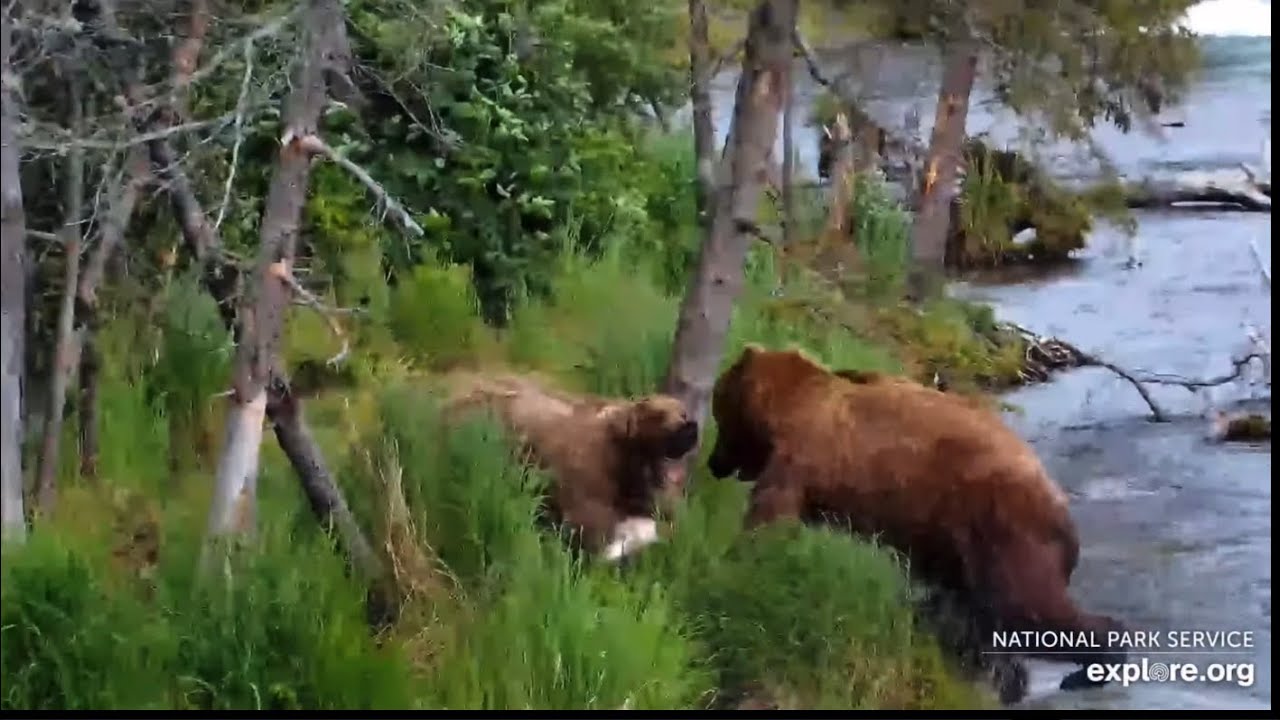212 is Grazer&rsquo;s First Victim of the Season (explore.org RF cam) 7.2.25