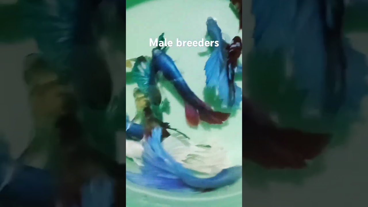 Select Breeders