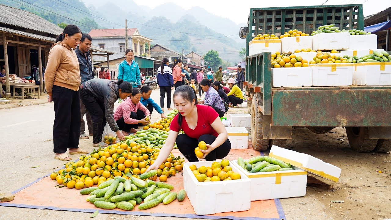 Harvesting 200KG Cucumber & Orange, Use Truck Transport Go To Market Sell - Farm Life